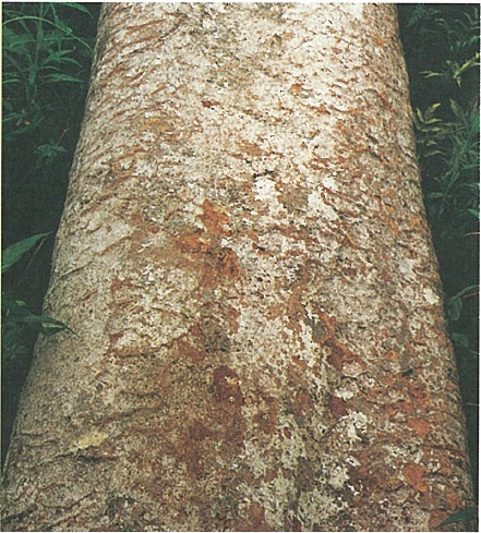 Madera de Apuleia leiocarpa