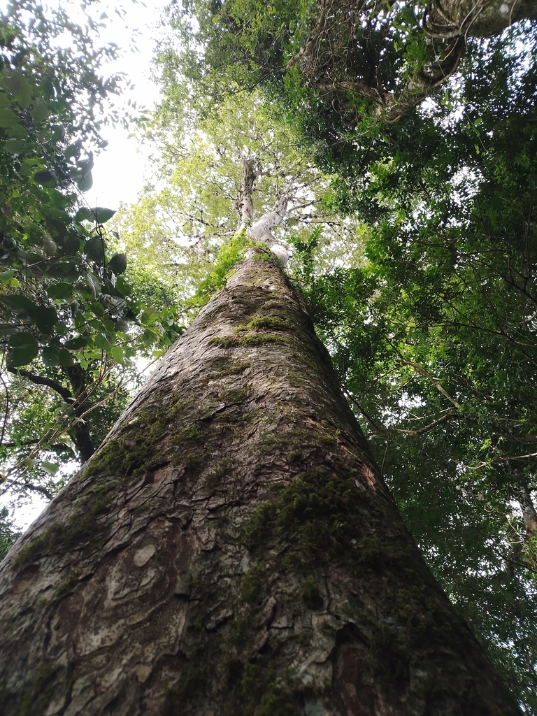 Características del árbol de Apuleia leiocarpa