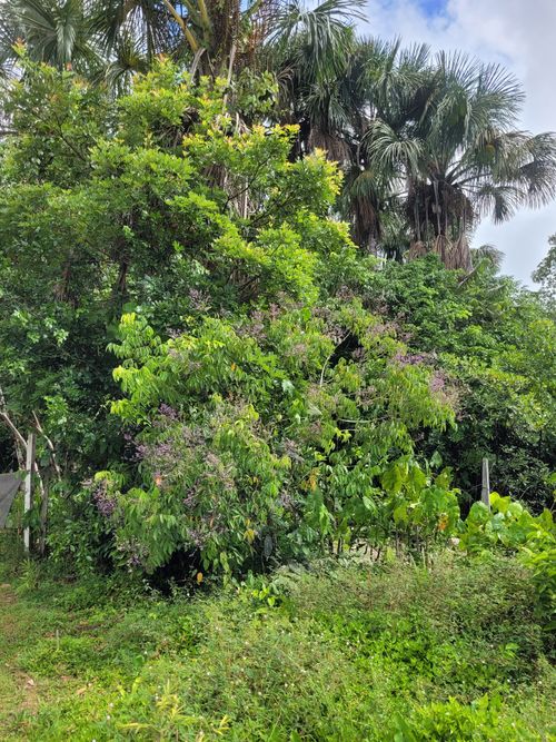 Madera de Dipteryx odorata