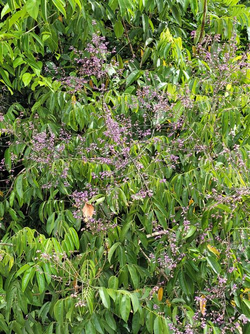 Características del árbol de Dipteryx odorata