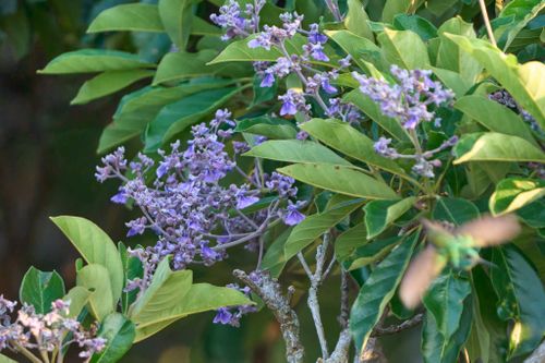 Propiedades físicas de la madera Sterculia striata