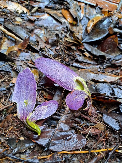 Propiedades físicas de la madera Sterculia striata