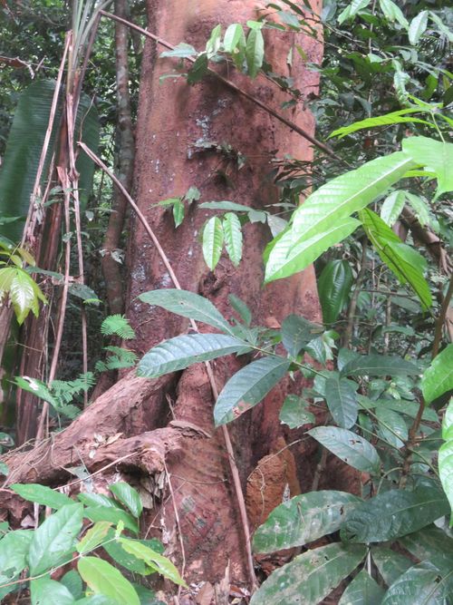 Propiedades físicas de la madera