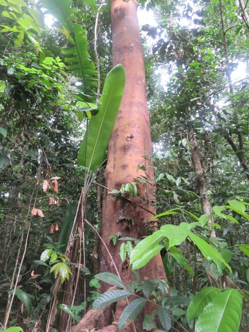 Madera de Qualea paraensis