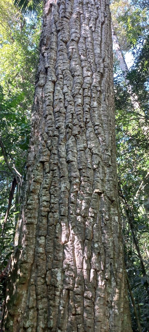 Características del árbol de Aspidosperma polyneuron