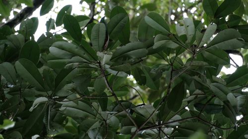 Características del árbol de Manilkara bidentata