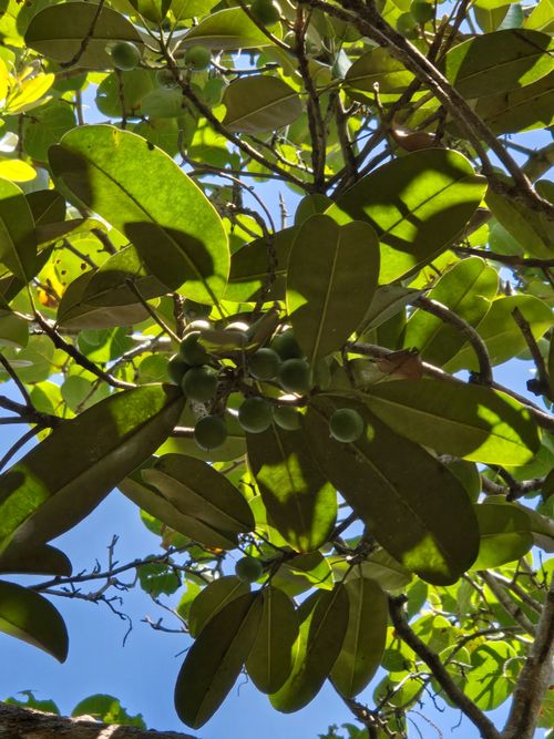 Madera de Manilkara bidentata
