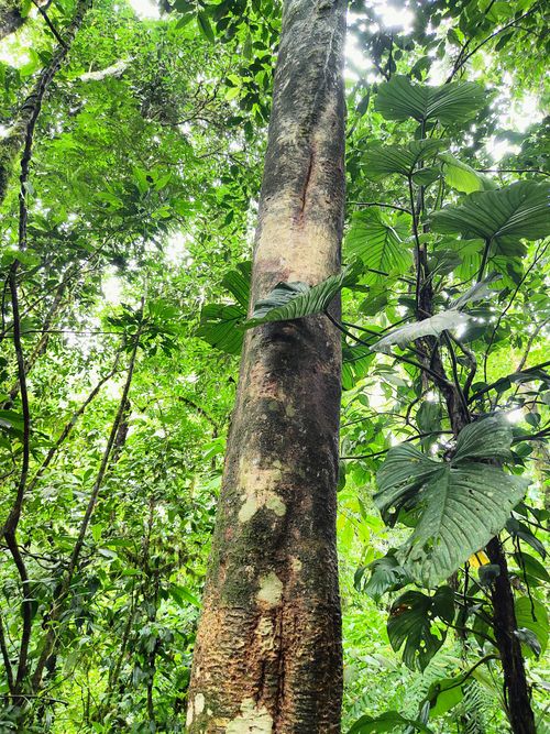Características del árbol de Clarisia racemosa