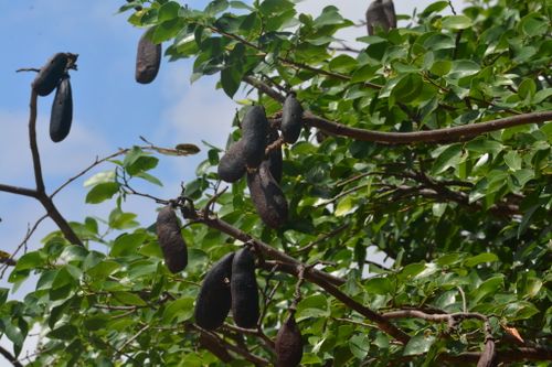 Características del árbol de Hymenaea courbaril