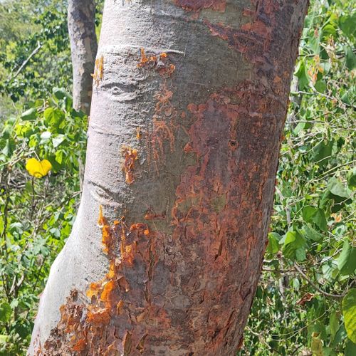 Propiedades físicas de la madera