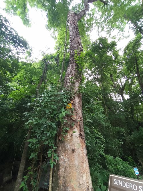 Características del árbol de Amburana cearensis
