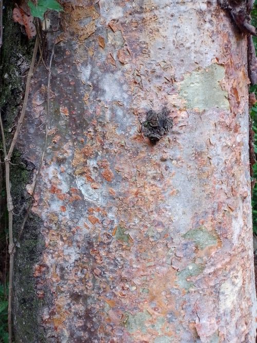 Madera de Amburana cearensis