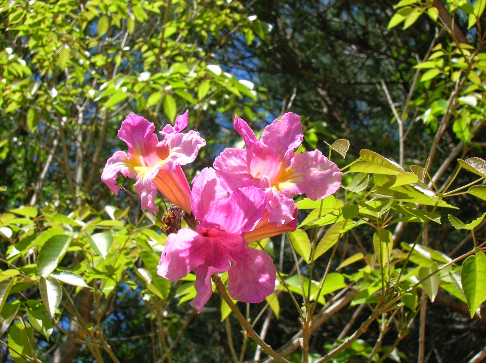 Propiedades físicas de la madera