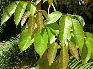 Propiedades físicas de la madera
