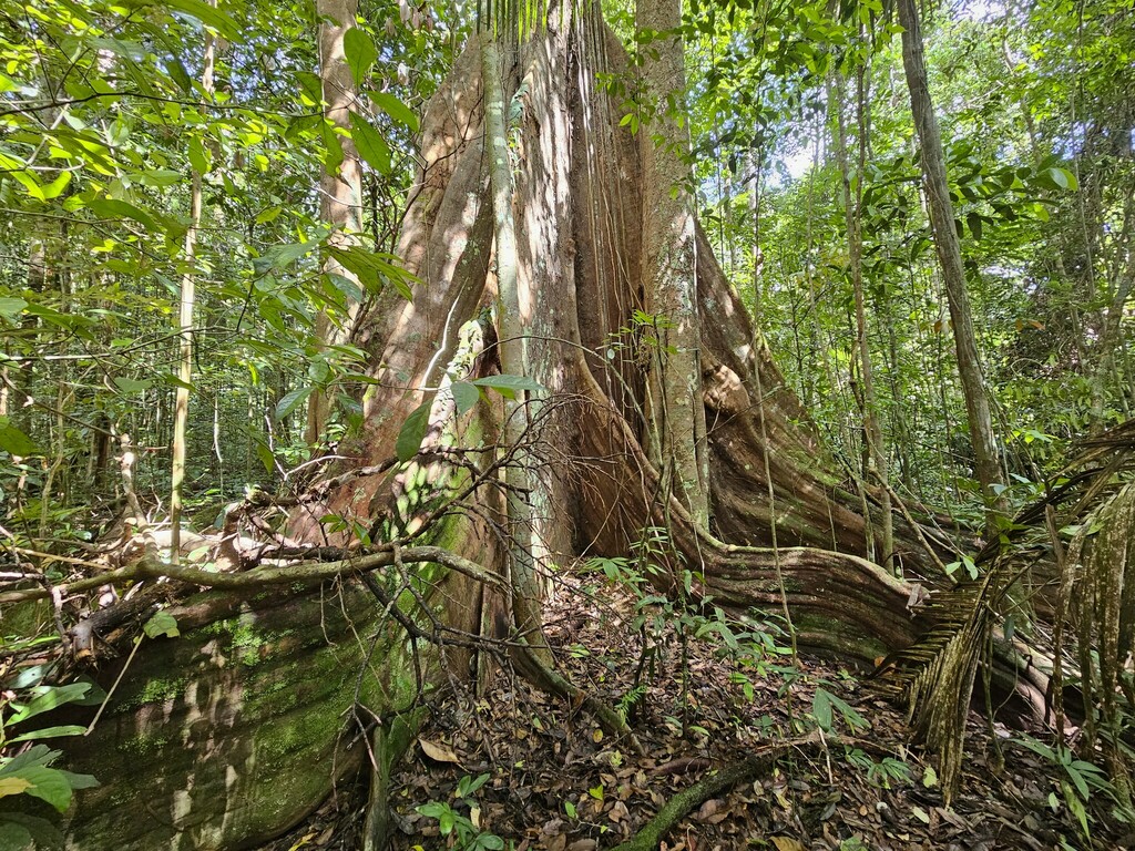 Propiedades físicas de la madera Sterculia striata
