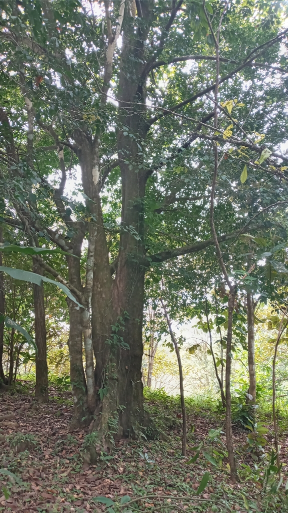 Propiedades físicas de la madera Sterculia striata