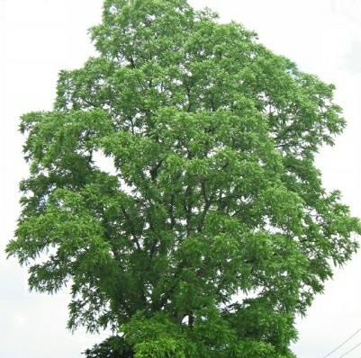 Propiedades físicas de la madera Sterculia striata