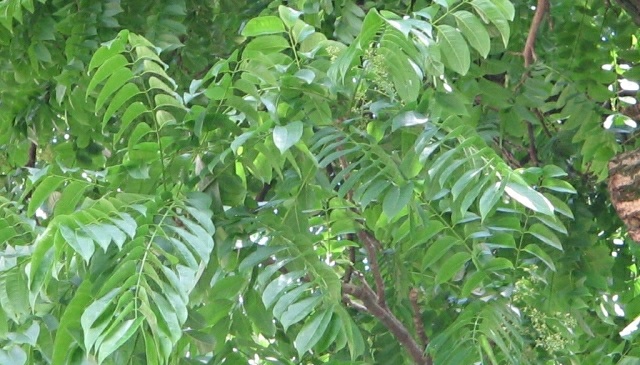 Propiedades físicas de la madera Sterculia striata