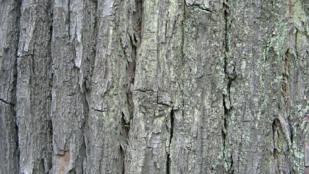 Propiedades físicas de la madera Sterculia striata