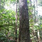 Propiedades físicas de la madera Sterculia striata