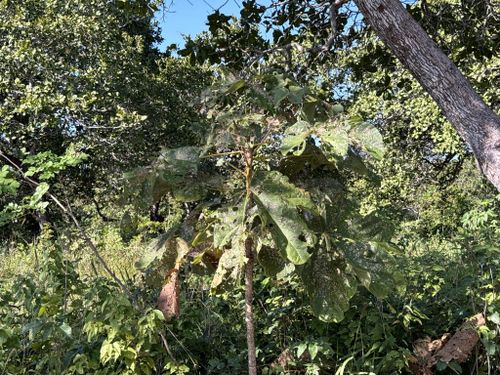 Propiedades físicas de la madera Sterculia striata