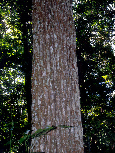 Propiedades físicas de la madera Sterculia striata