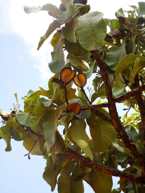 Propiedades físicas de la madera Sterculia striata