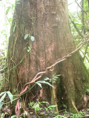 Propiedades físicas de la madera Sterculia striata