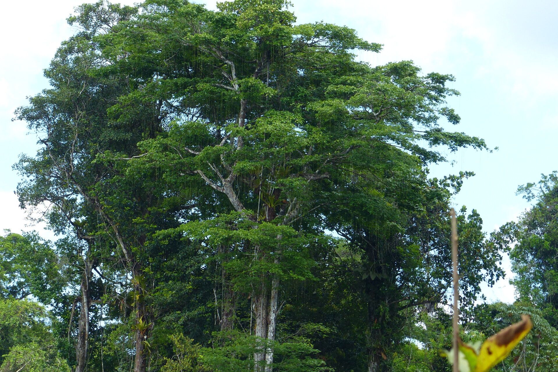 Propiedades físicas de la madera Sterculia striata